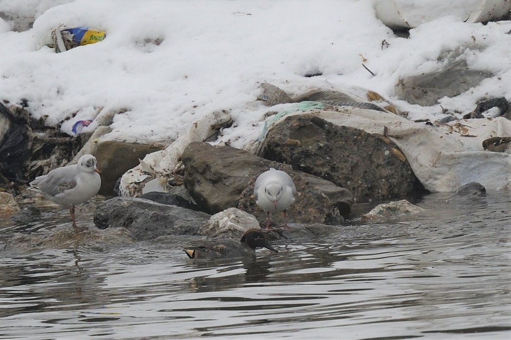 Green-winged Teal